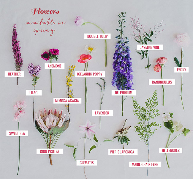 Spring Flower Guide Flowers