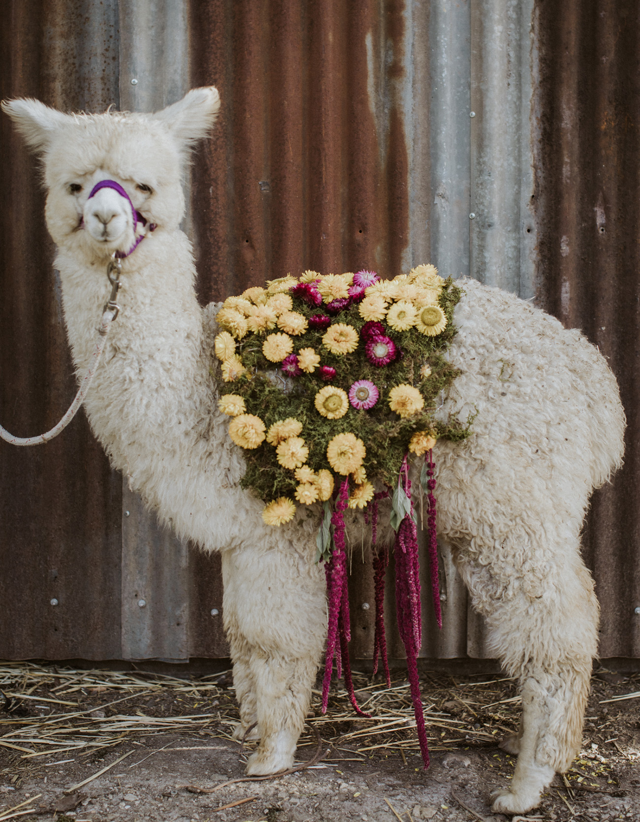 baby alpaca wedding