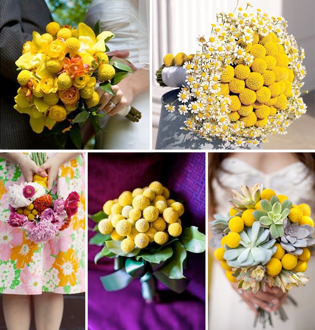 billy button bouquets