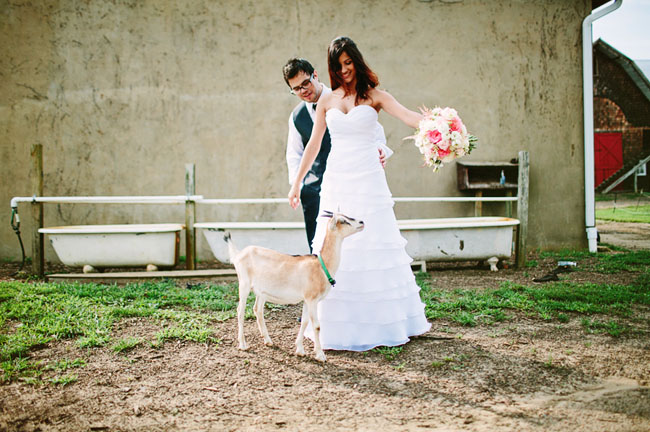 bride and groom with goat