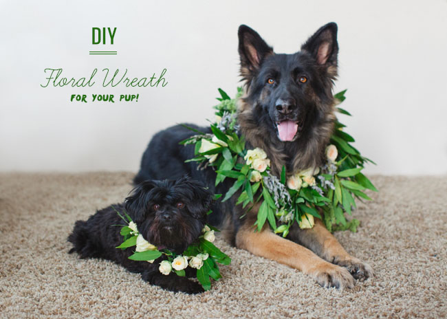 DIY Floral Wreath for your dog
