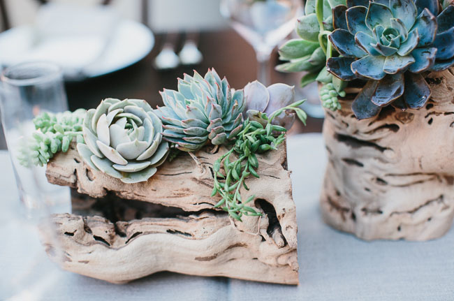 driftwood and succulents