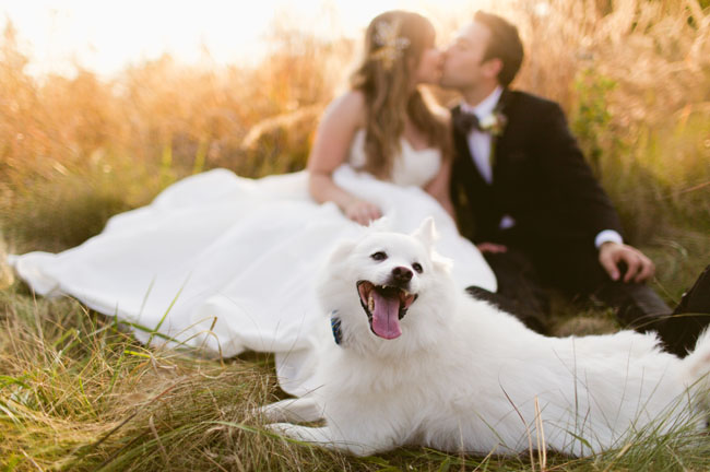 bride and groom with pup