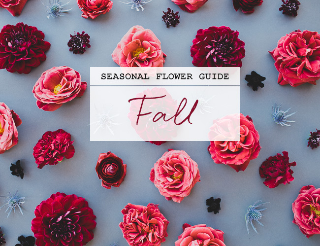 Seasonal Flower Guide: Fall Flowers