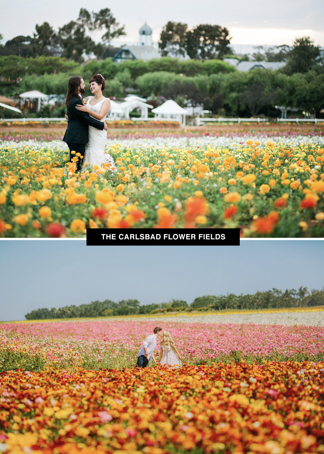  Carlsbad Ranunculus Flower Fields as a wedding venue - a place to get married for flower lovers