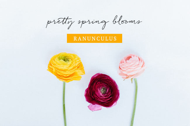 Ranunculus Flower Feature