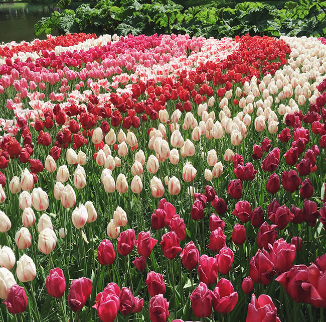 tulip fields in Holland