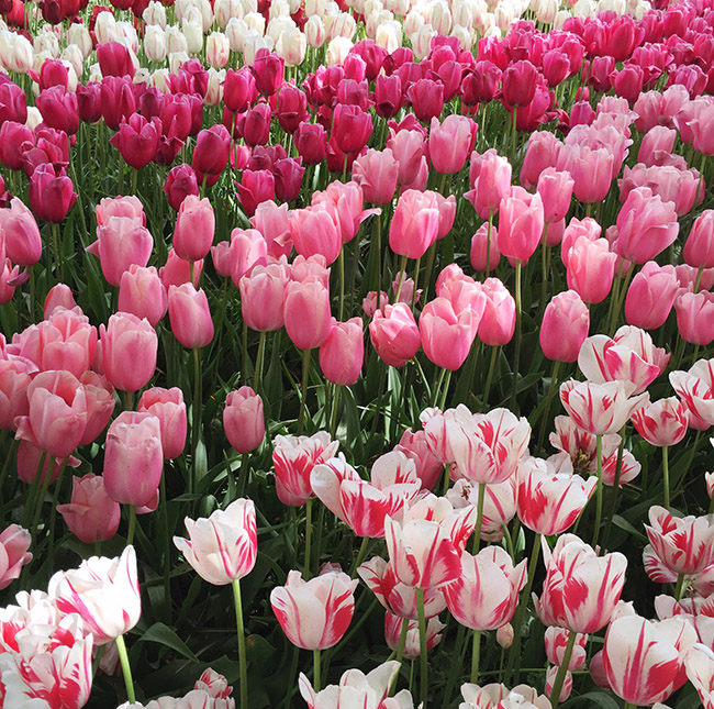tulip fields in Netherlands