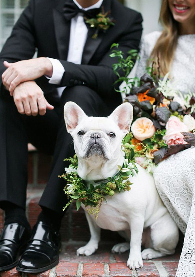 Dog in leaf wreath for wedding