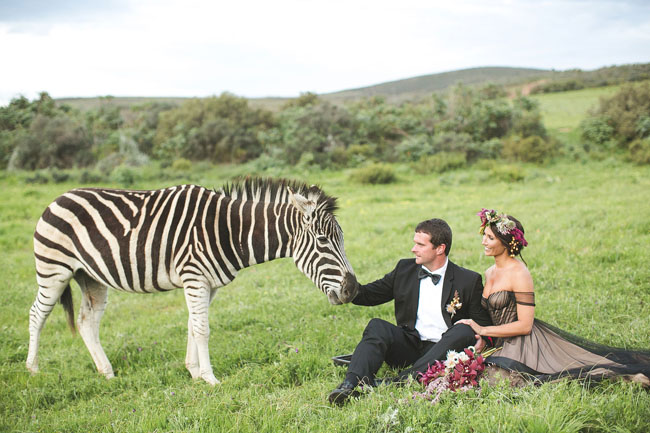 African Zebra Anniversary