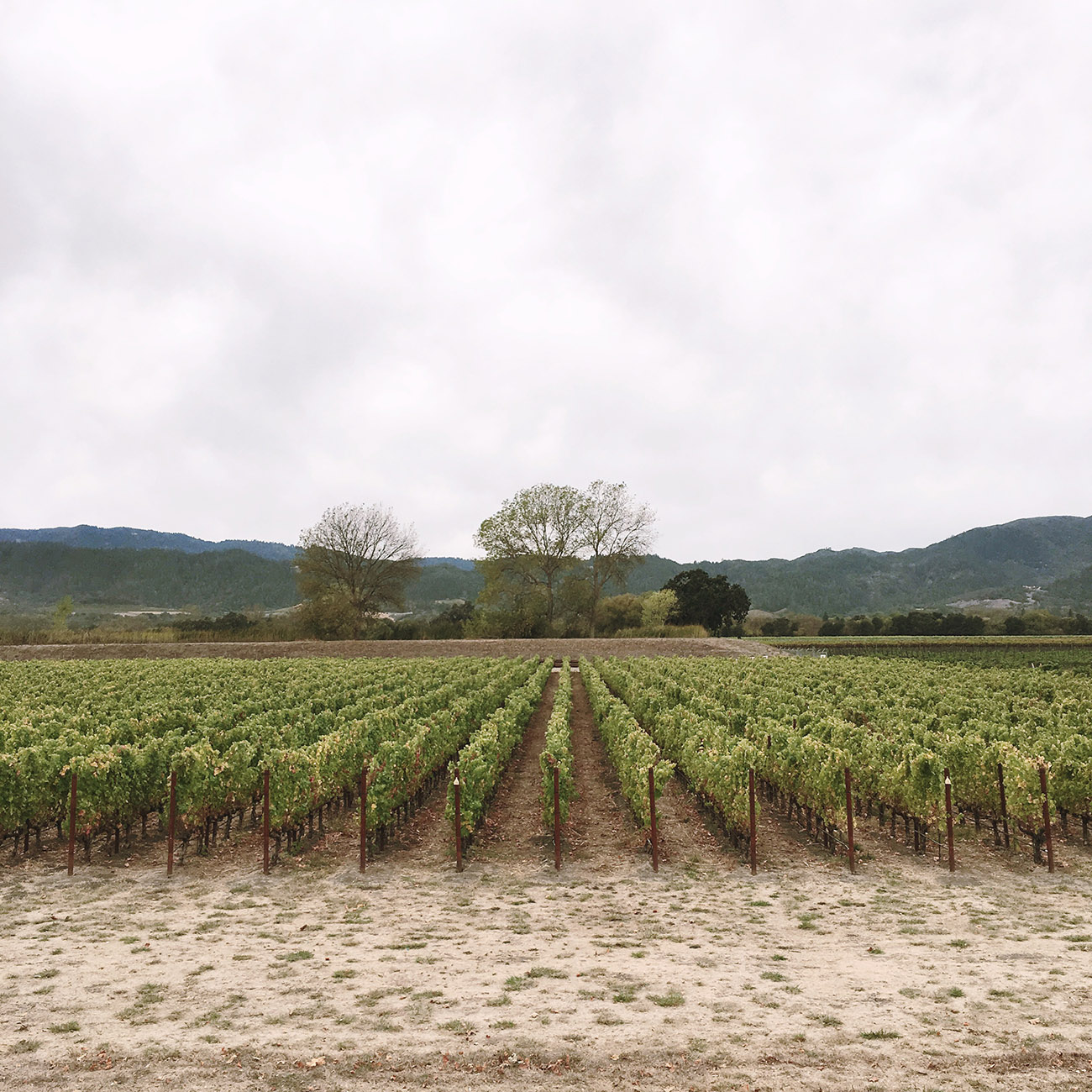 Silver Oak Winery Vineyard