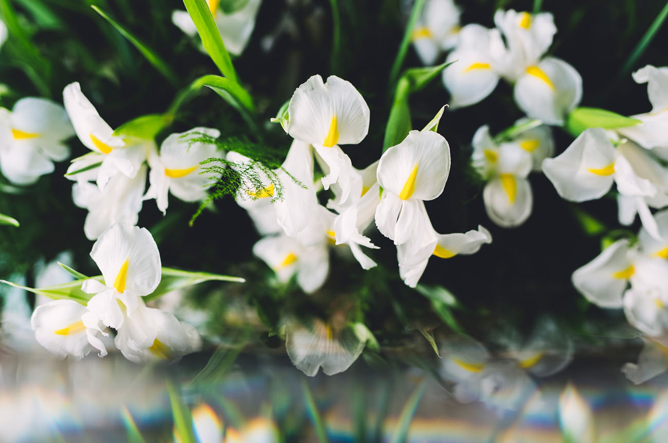 February Iris Flower Feature