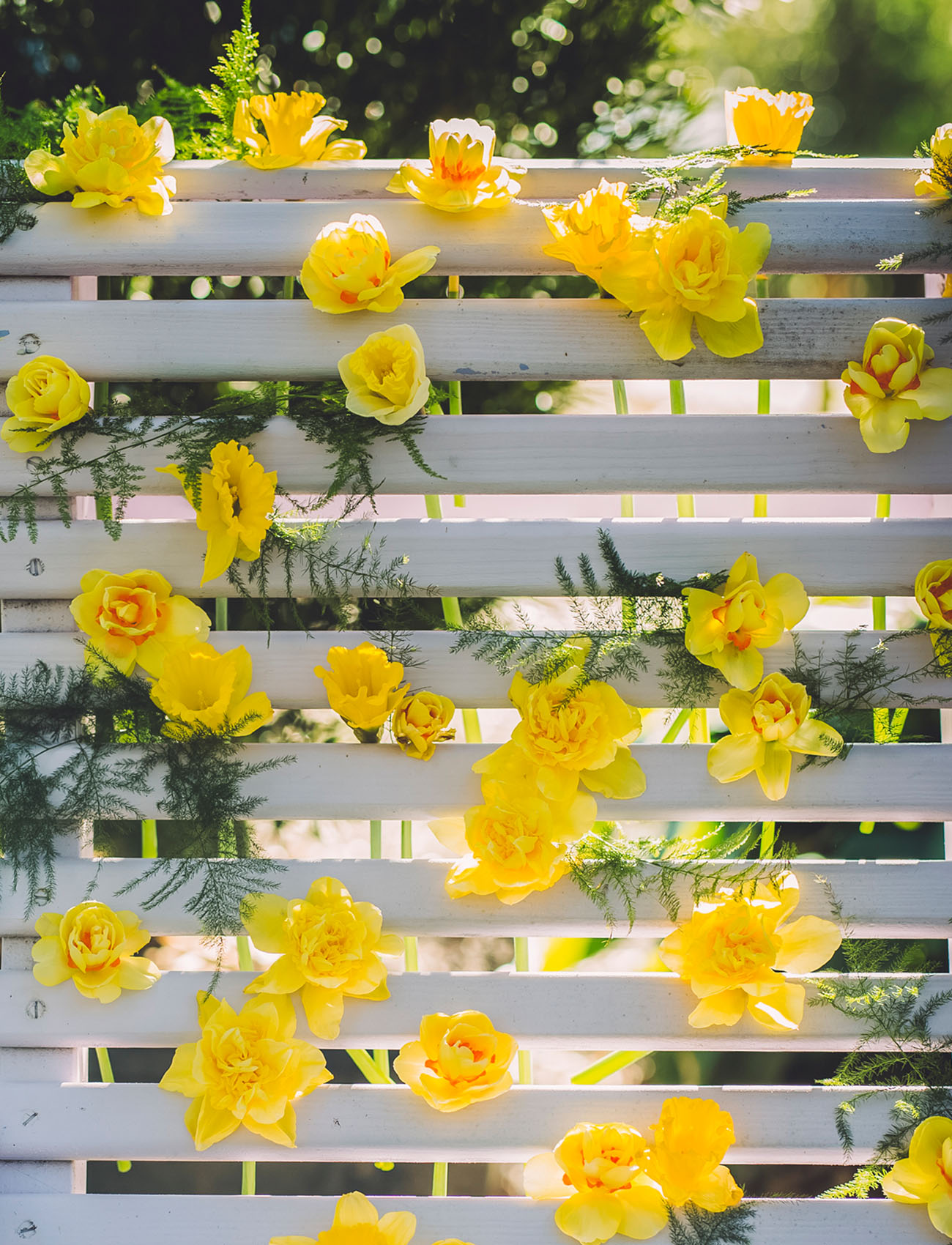daffodil decor
