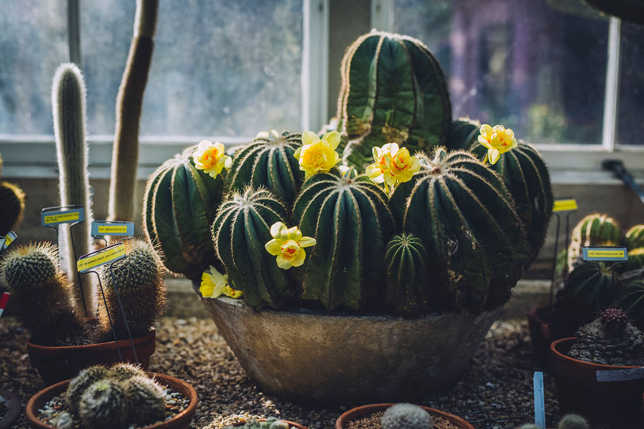 daffodil cactus
