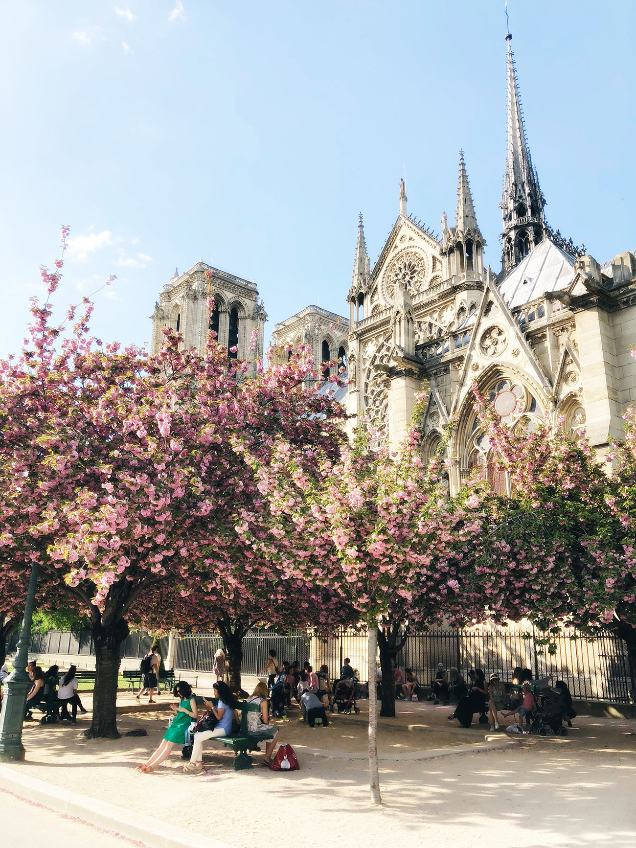 Notre Dame with Cherry Blossoms