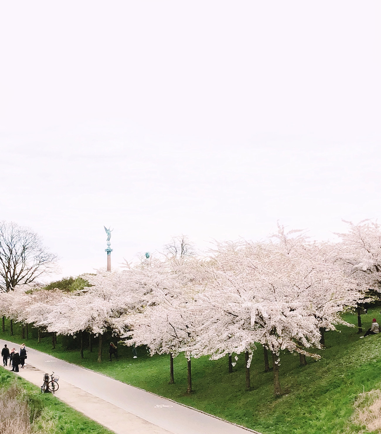Cherry Blossoms in Copenhagen