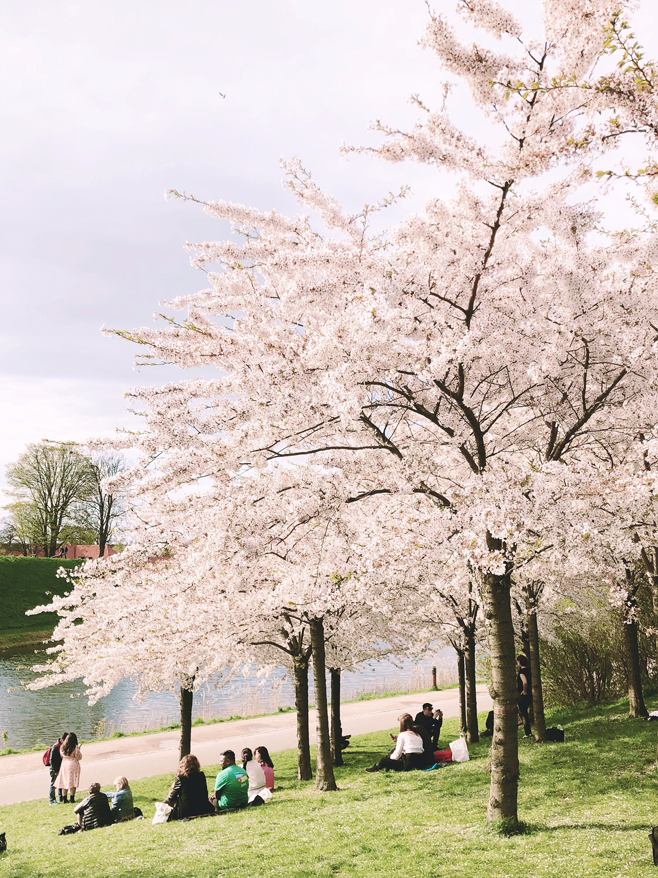 Cherry Blossoms in Copenhagen