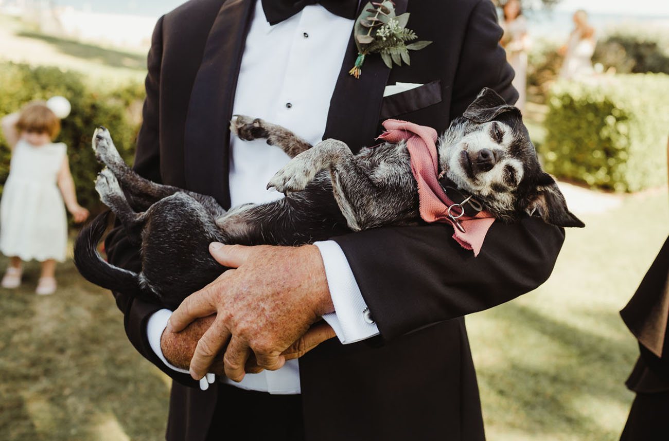 wedding pup