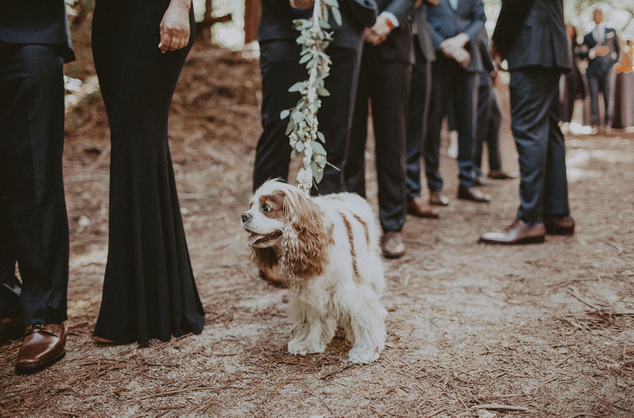 wedding pup