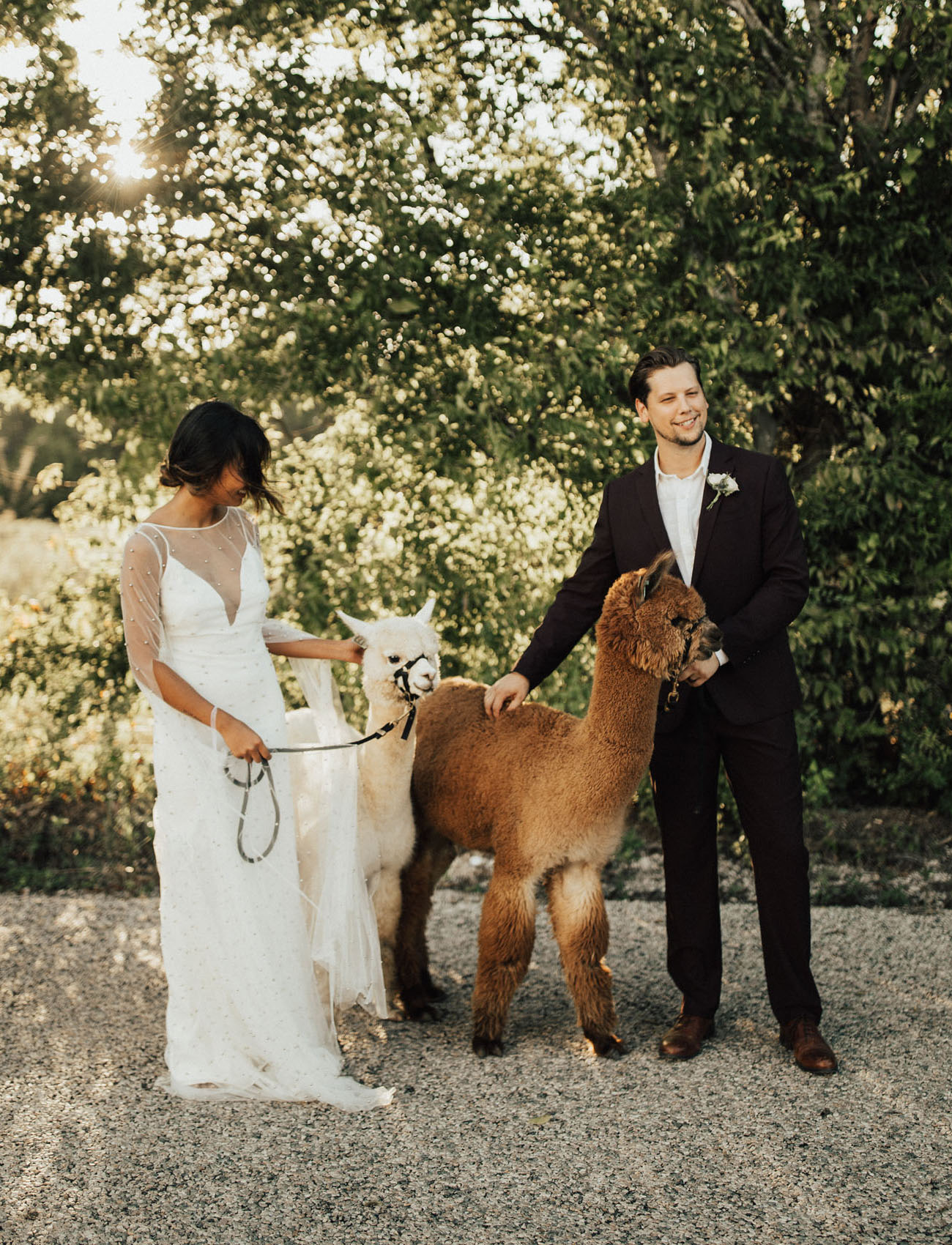 bride and groom with alpacas