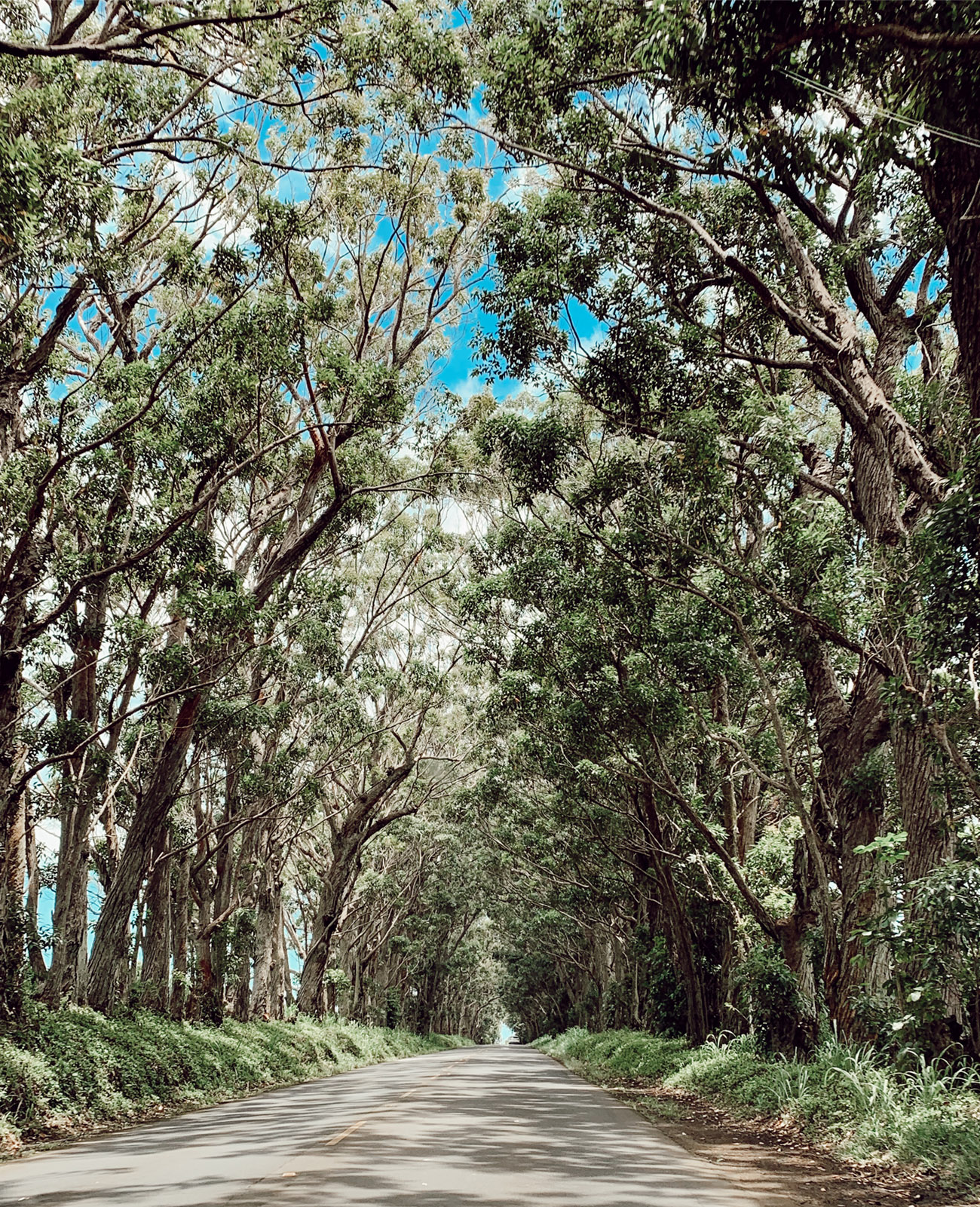 Kauai Tree Tunnel