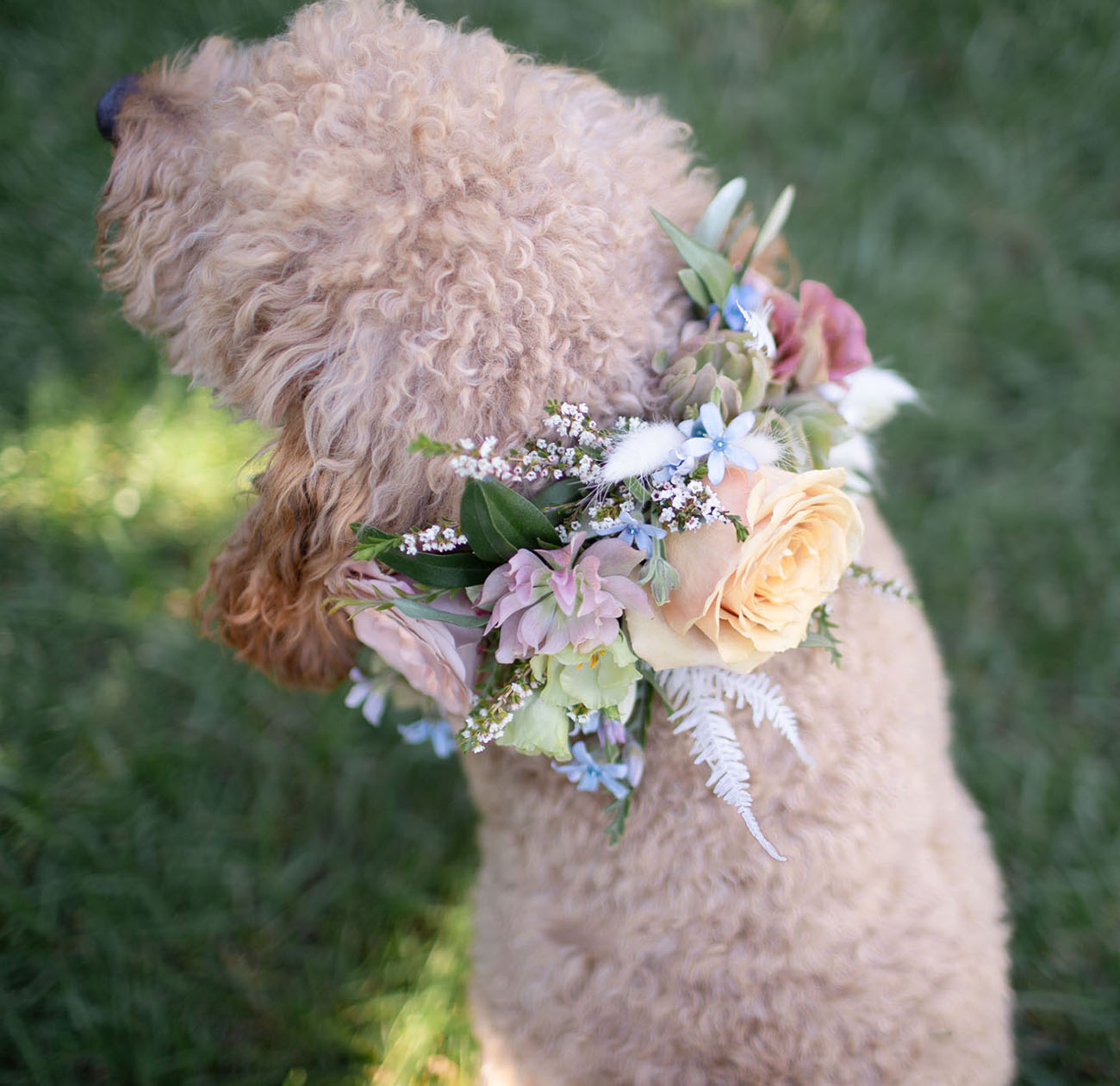 DIY Floral Dog Collar