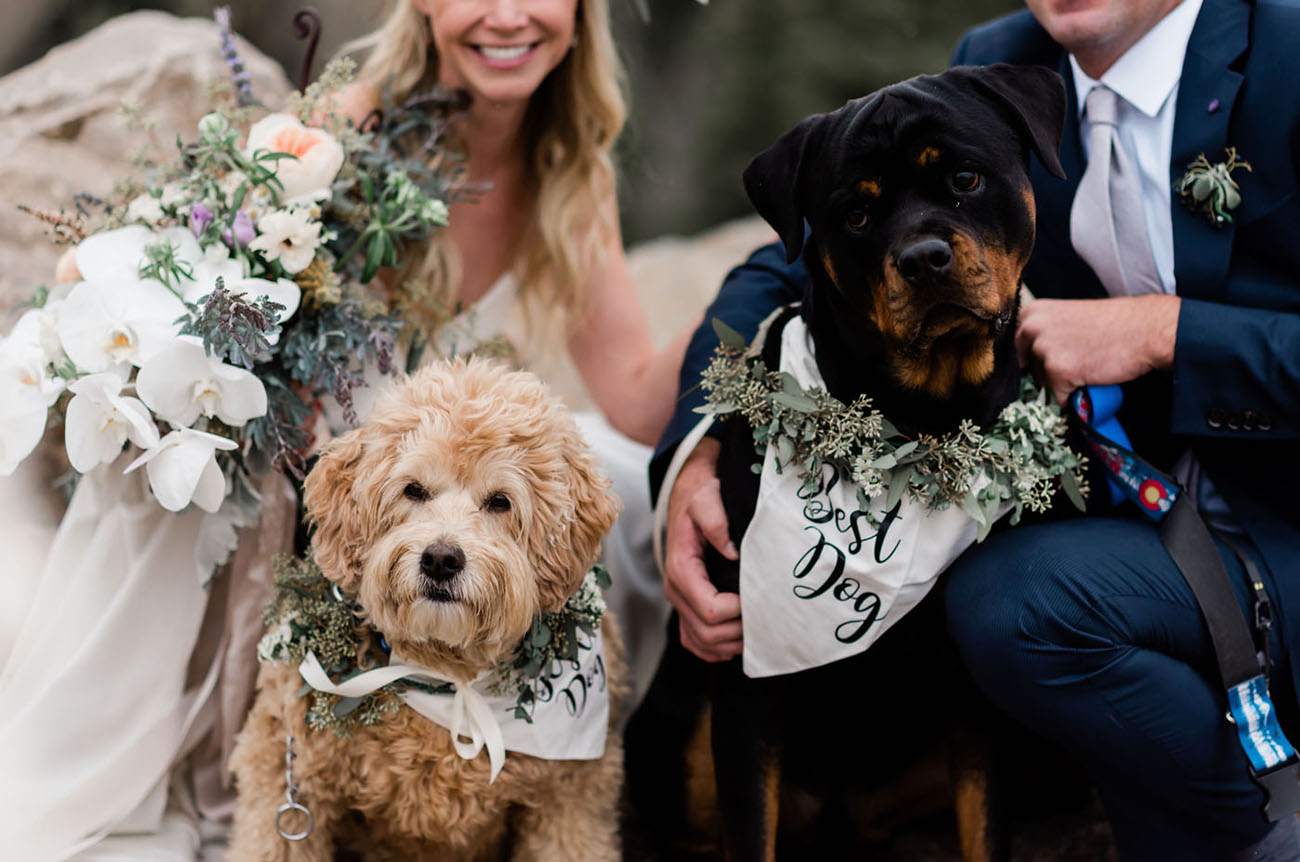 wedding pups