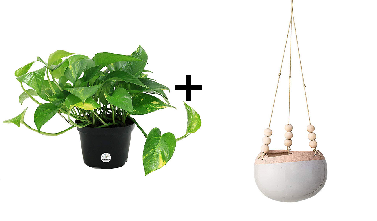 hanging plant and planter