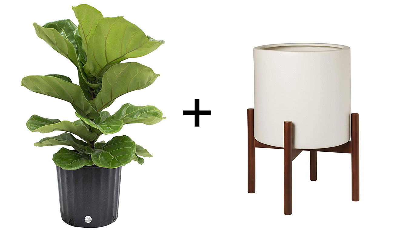 fiddle leaf fig and mid-century planter
