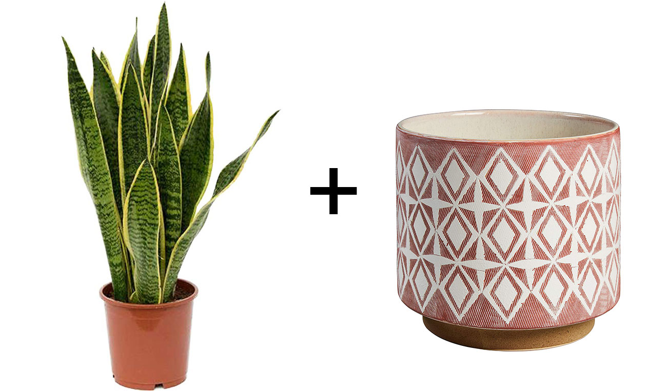 snake plant and mud cloth planter