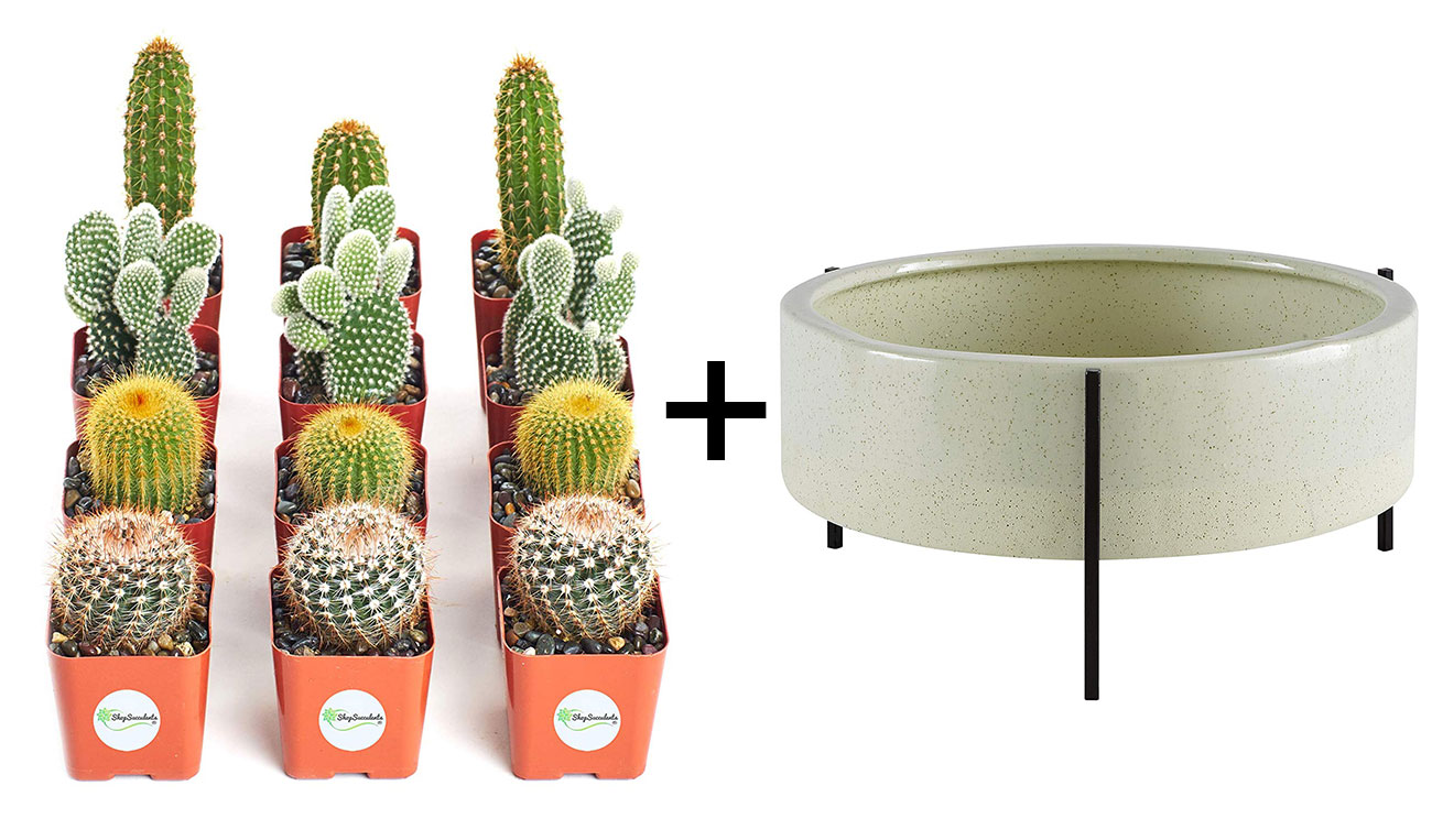 mini cacti and large planter