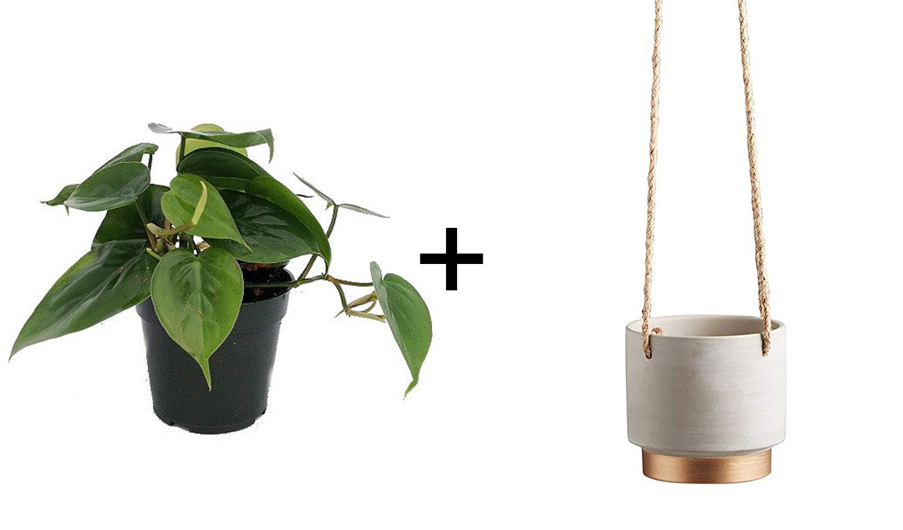 hanging plant and planter