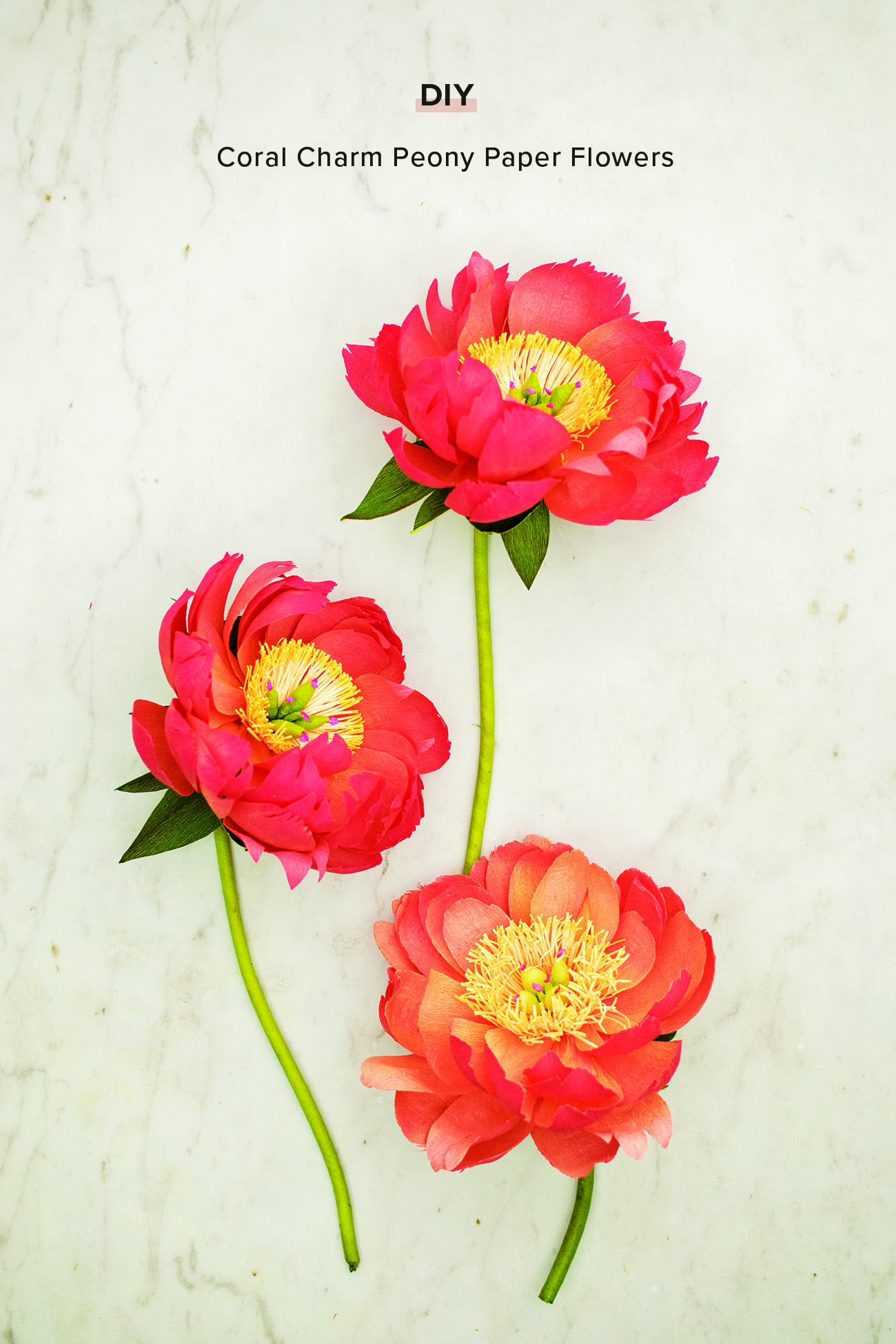 Coral Charm Peony Paper Flower DIY