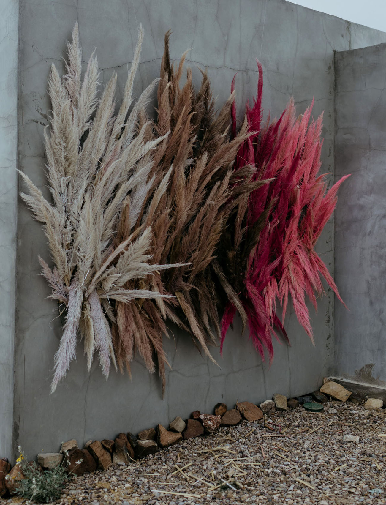 painted pampas grass