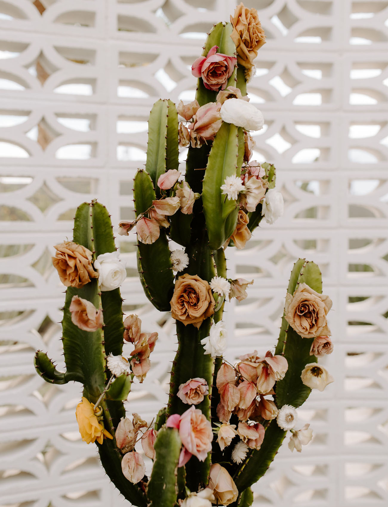 cactus with flowers