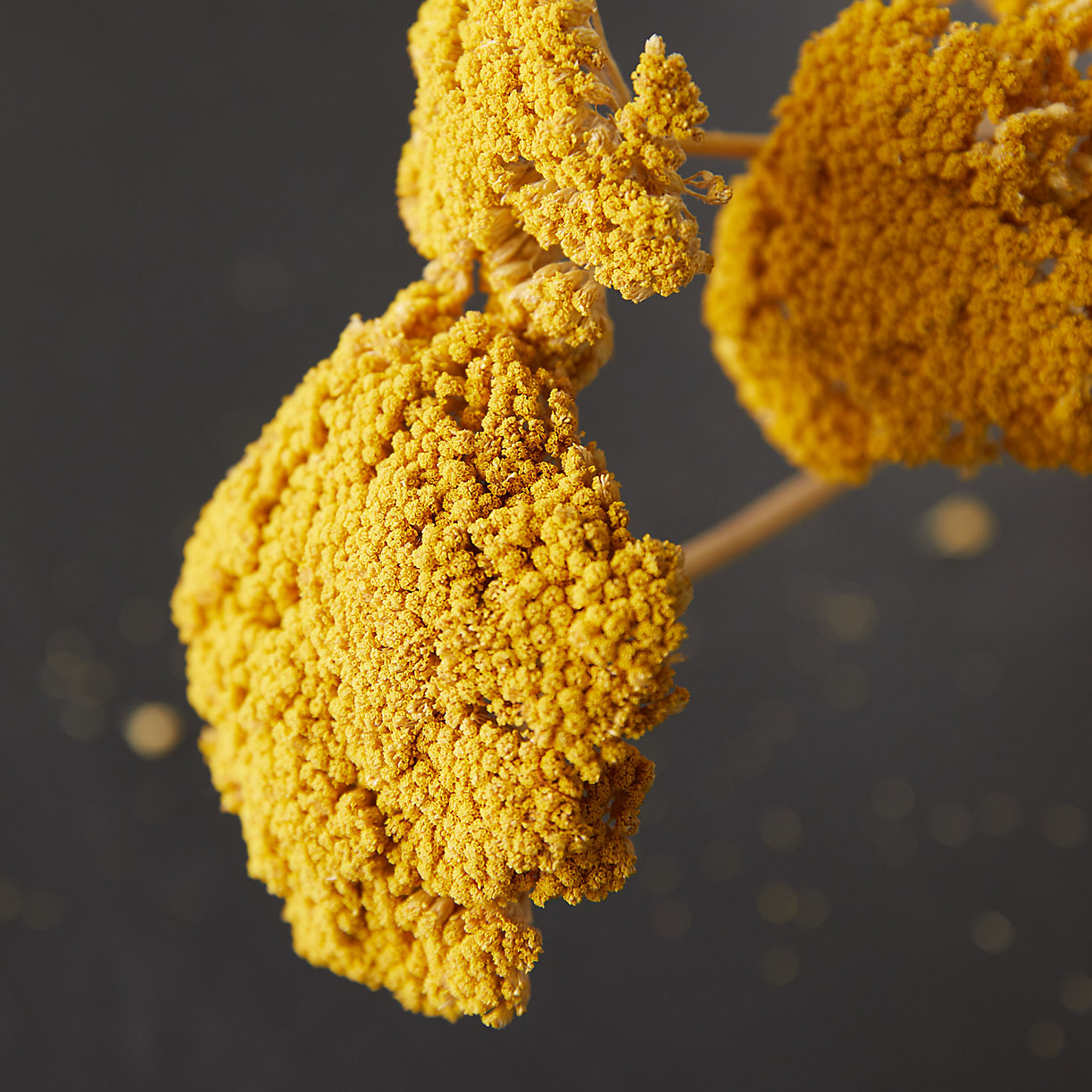 Where to Buy Dried Flowers and What You Need to Know About Them