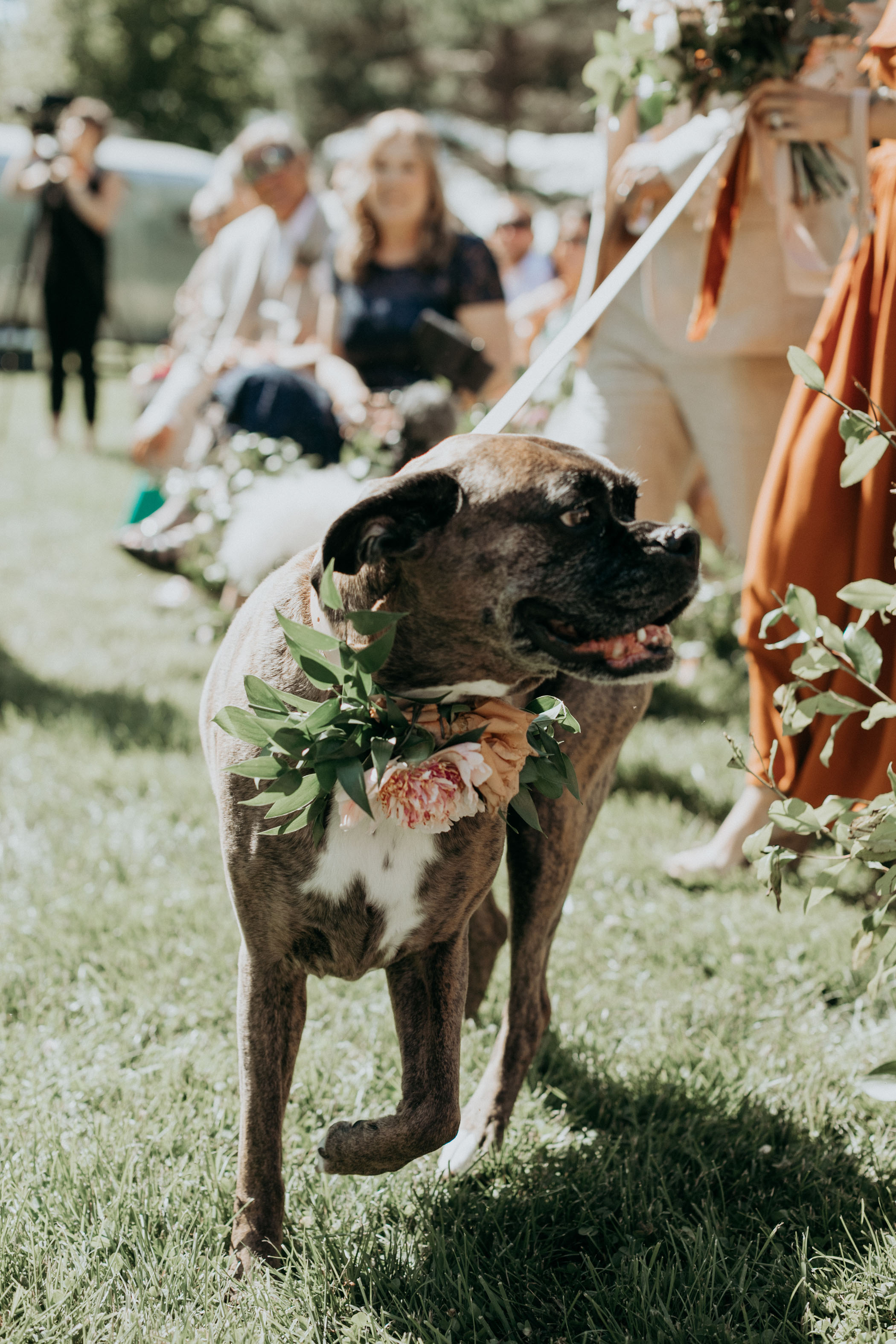 flower collar wedding dog