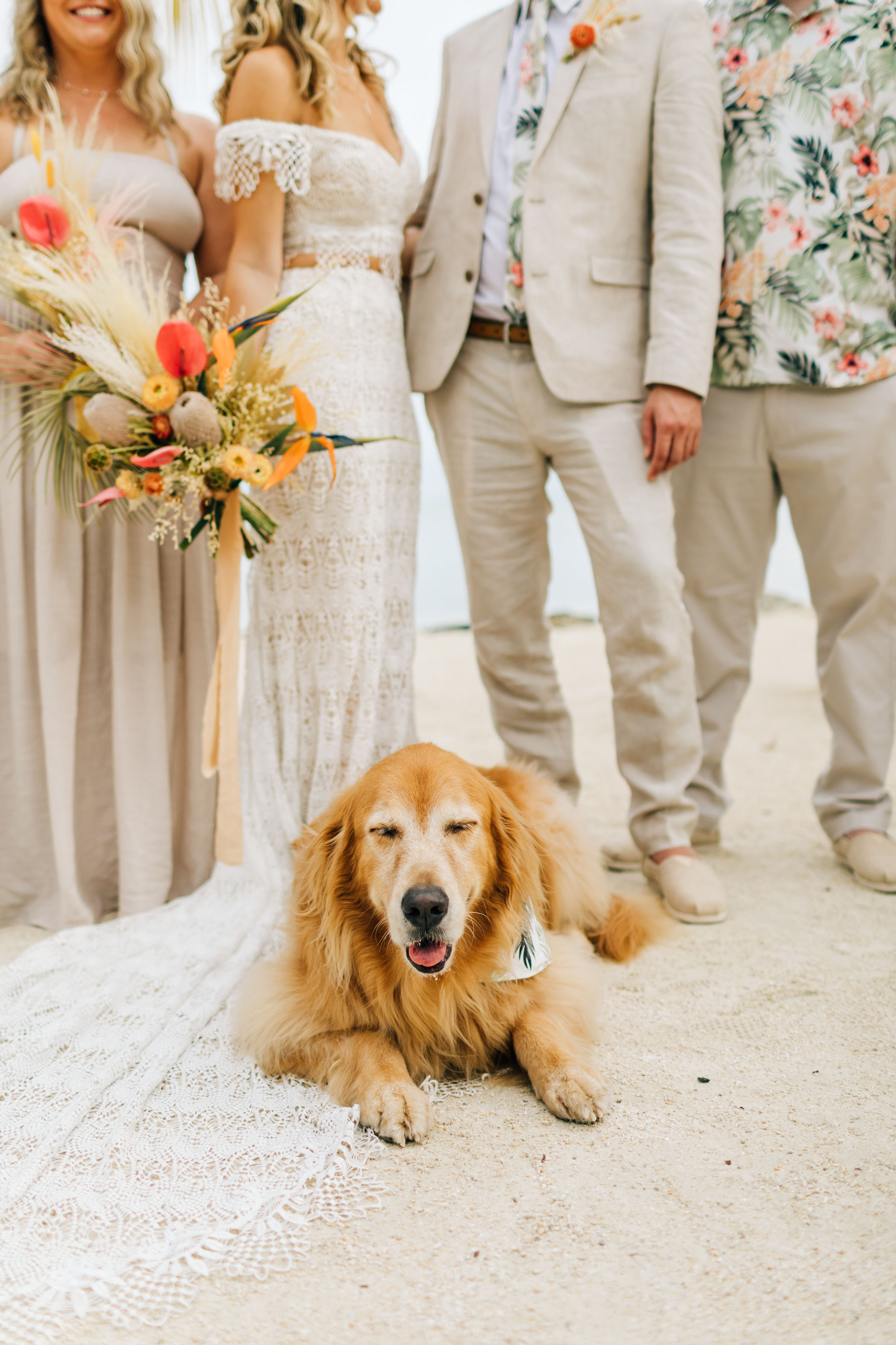 Pup on beach for owner's wedding