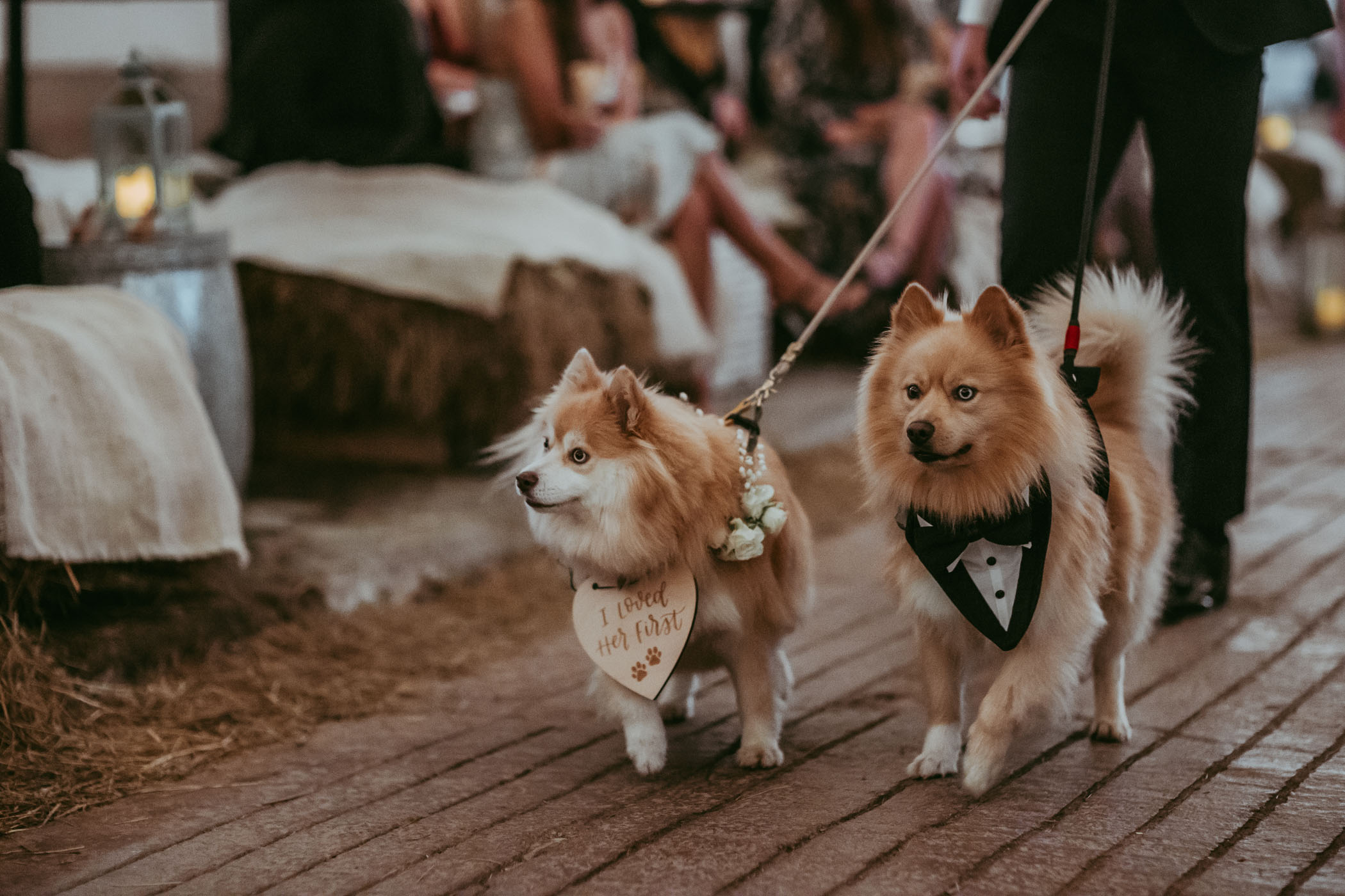 wedding pups in tux and sign