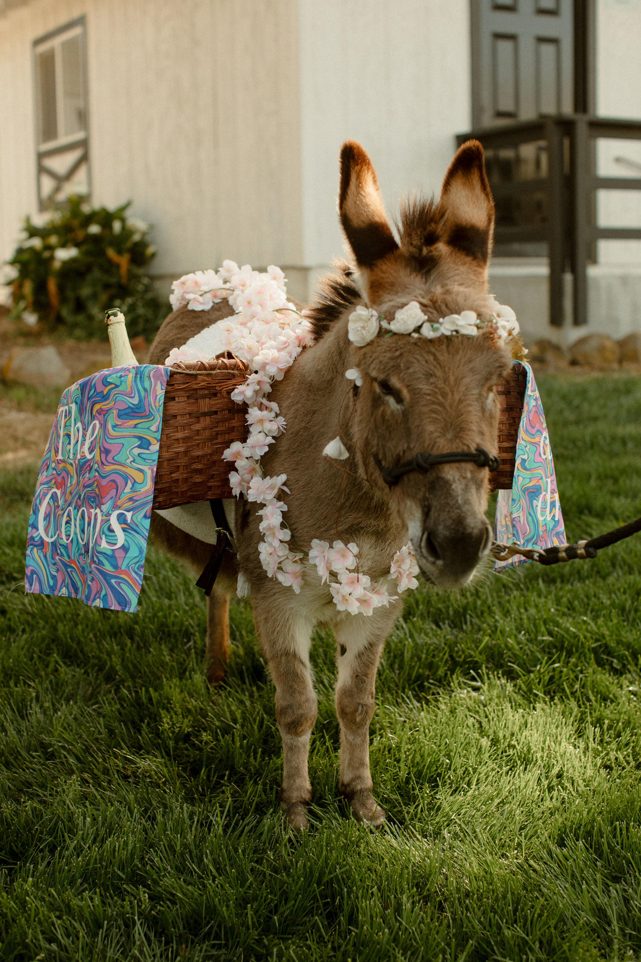 Surprise Music Festival Wedding Donkey